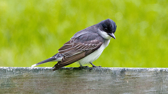 Eastern Kingbird (Tyrannus tyrannus)