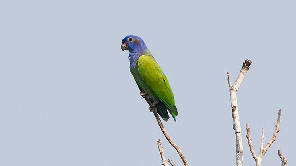 Blue-headed Parrot (Pionus menstruus)