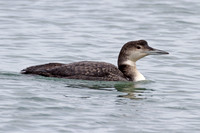 Great Northern Loon (Gavia immer) also known as Common Loon or Great Northern Diver