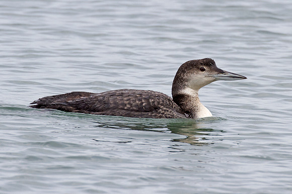 Great Northern Loon (Gavia immer) also known as Common Loon or Great Northern Diver