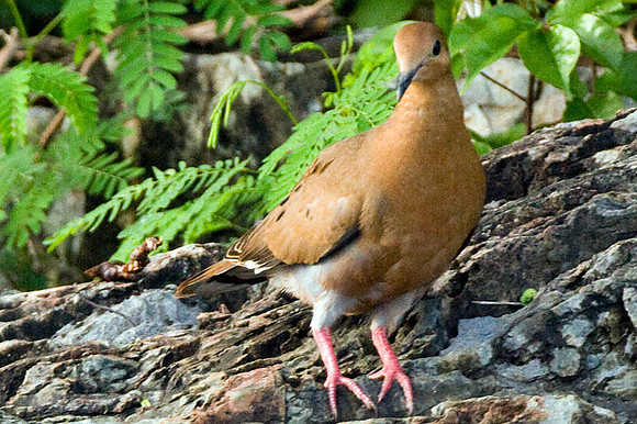Zenaida Dove (Zenaida aurita)