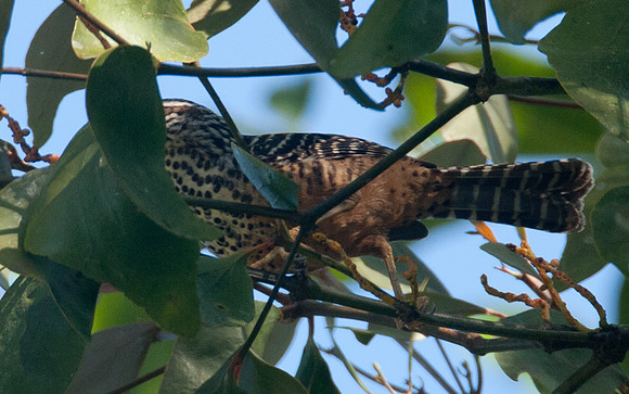 Band-backed Wren (Campylorhynchus zonatus)