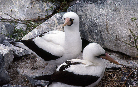 Nazca Booby (Sula granti)