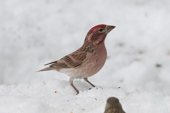 Cassin's Finch (Carpodacus cassinii)