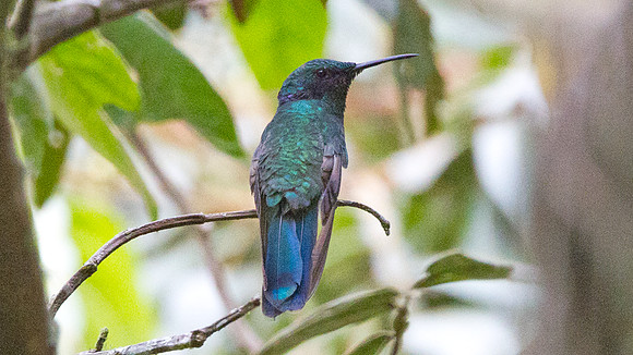Sparkling Violetear (Colibri coruscans)