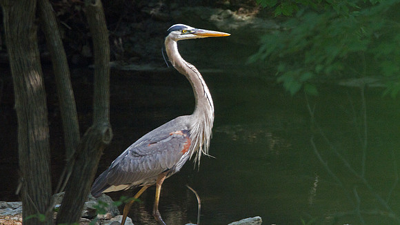 Great Blue Heron (Ardea herodias)