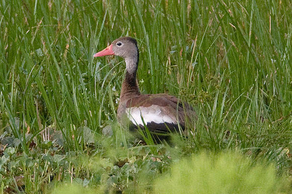 Black-bellied Whistling-duck (Dendrocygna autumnalis)