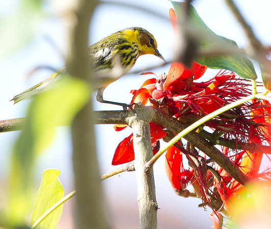 Cape May Warbler (Setophaga tigrina)