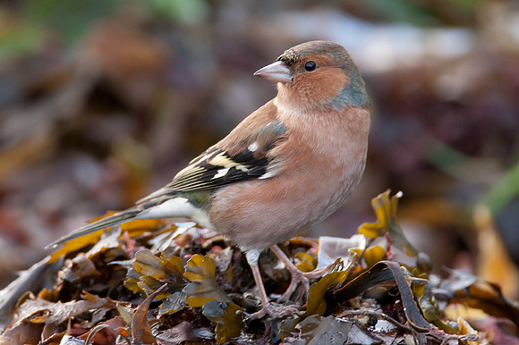 Chaffinch (Fringilla coelebs)