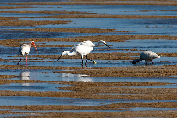 Snowy Egret (Egretta thula)