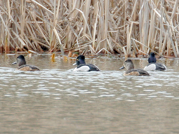 Ring-necked Duck (Aythya collaris) male and female