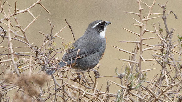 Chestnut-breasted Mountain-finch (Poospiza caesar)