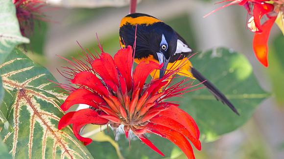 Venezuelan Troupial (Icterus icterus)