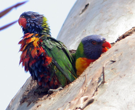 Rainbow Lorikeet (Trichoglossus haematodus)