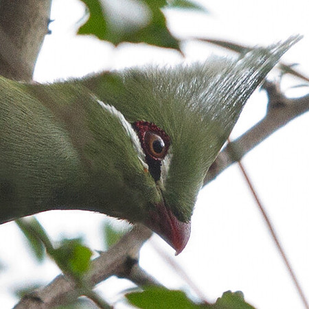 Livingstone's Turaco (Tauraco livingstonii)