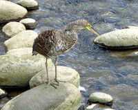 Bare-throated Tiger Heron (Tigrisoma mexicanum) juvenile