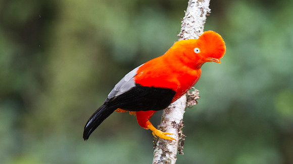 Andean Cock-of-the-rock (Rupicola peruvianus)