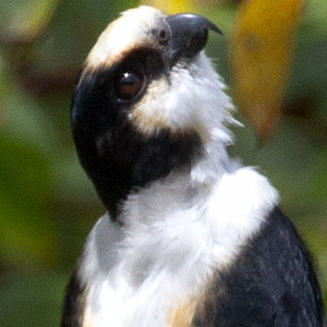 White-fronted Falconet (Microhierax latifroms) male