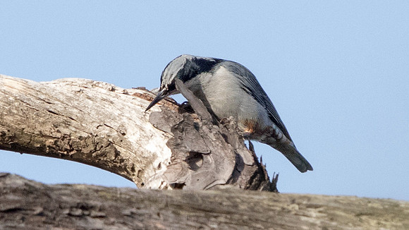 Giant nuthatch (Sitta magna)