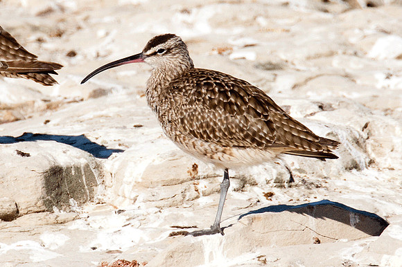 Whimbrel (Numenius phaeopus)
