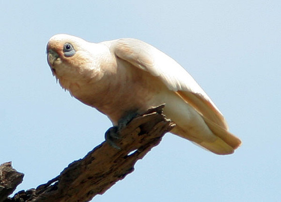 Little Corella (Cacatua sanguinea) also known as Bare-eyed Cockatoo