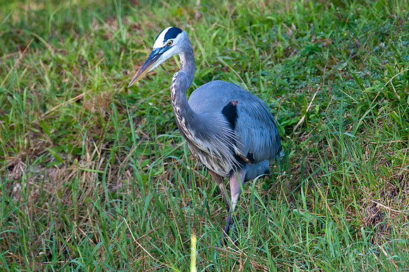 Great Blue Heron (Ardea herodias)