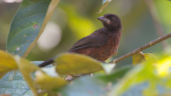 Silver-beaked Tanager (Ramphocelus carbo)