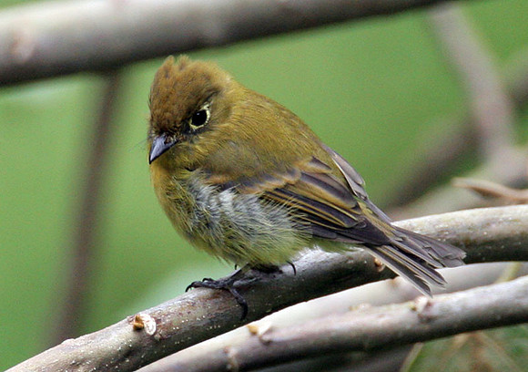 Yellowish Flycatcher (Empidonax flavescens)