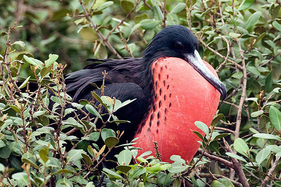 Magnificent Frigatebird (Fregata magnificens) male