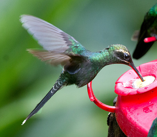 White-whiskered Hermit (Phaethornis yaruqui)