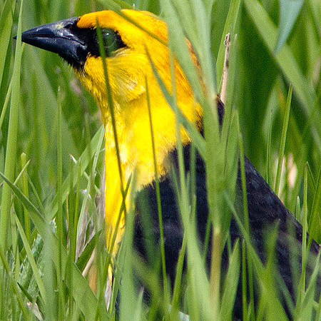 Yellow-headed Blackbird (Xanthocephalus xanthocephalus) male