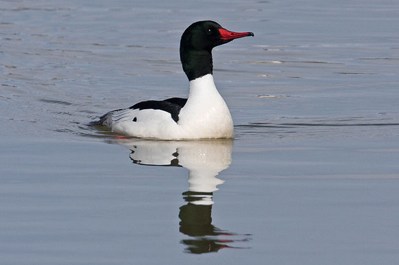 Common Merganser (Mergus merganser) also known as Goosander