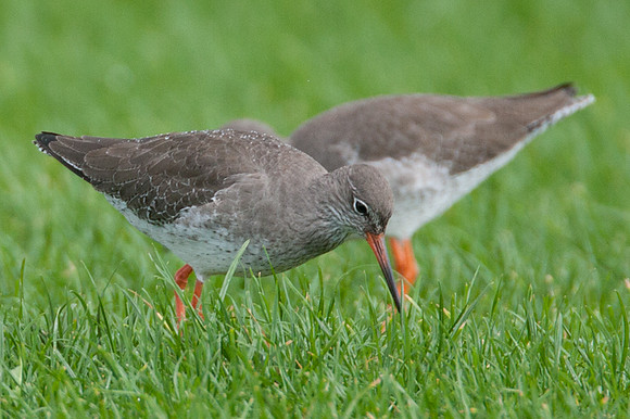 Common Redshank (Tringa totanus) also known as Redshank