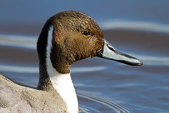 Northern Pintail (Anas acuta) male