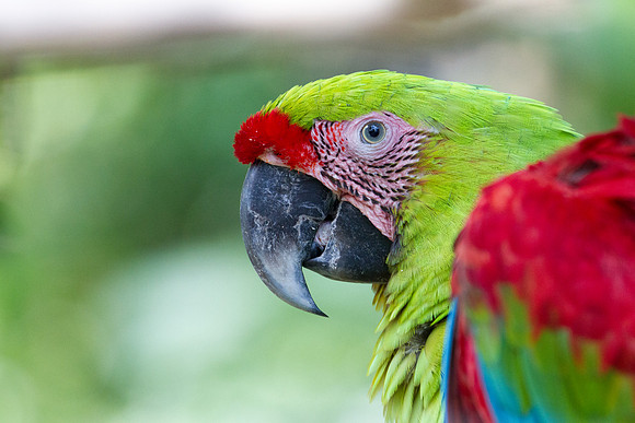 Great green macaw (Ara ambiguus) Male