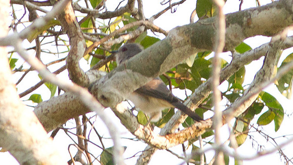 Ash-colored Cuckoo (Coccycua cinerea)