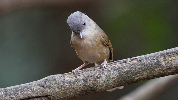 Brown fulvetta (Alcippe brunneicauda)