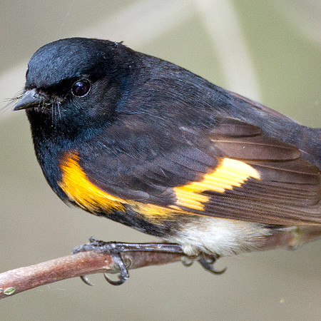American Redstart (Setophaga ruticilla)