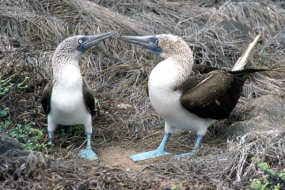 Blue-footed Booby (Sula nebouxii)
