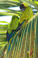 Nanday Parakeet (Nandayus nenday) also known as the Black-hooded Parakeet or Nanday Conure