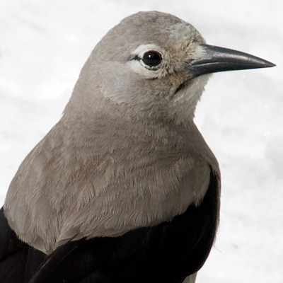 Clark's Nutcracker (Nucifraga columbiana)