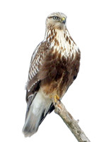 Rough-legged Buzzard (Buteo lagopus) also known as Rough-legged Hawk