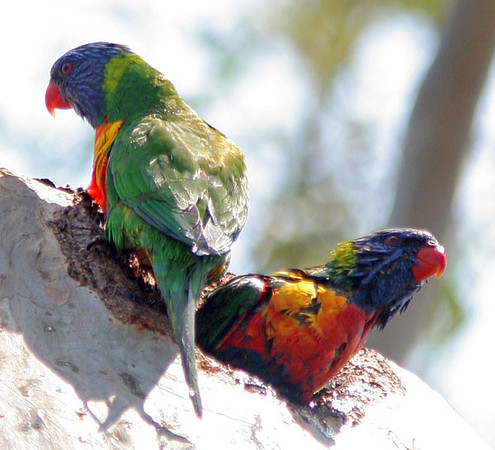Rainbow Lorikeet (Trichoglossus haematodus)