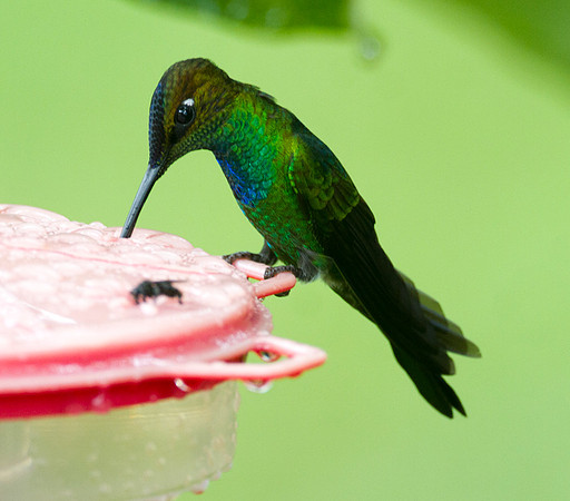 Napo Sabrewing (Campylopterus villaviscensio)