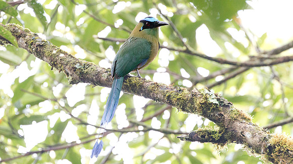 Highland Motmot (Momotus aequatorialis)