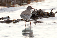 Common Redshank (Tringa totanus) also known as Redshank