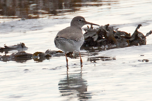 Common Redshank (Tringa totanus) also known as Redshank
