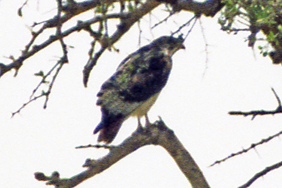 Augur Buzzard (Buteo augur)