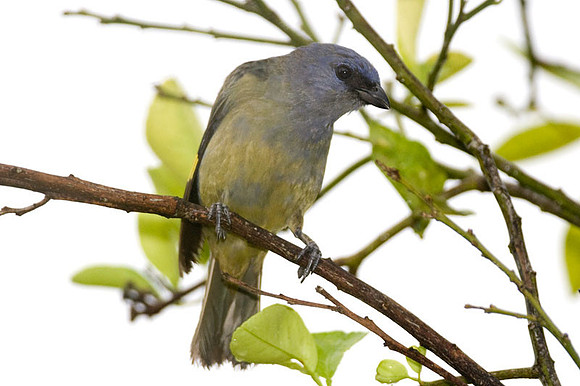 Yellow-winged Tanager (Thraupis abbas)