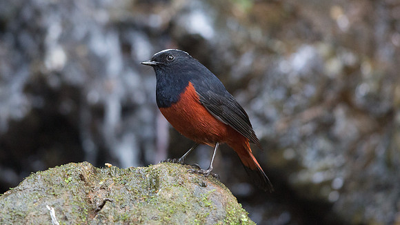 White-capped redstart (Chaimarrornis leucocephalus) Male